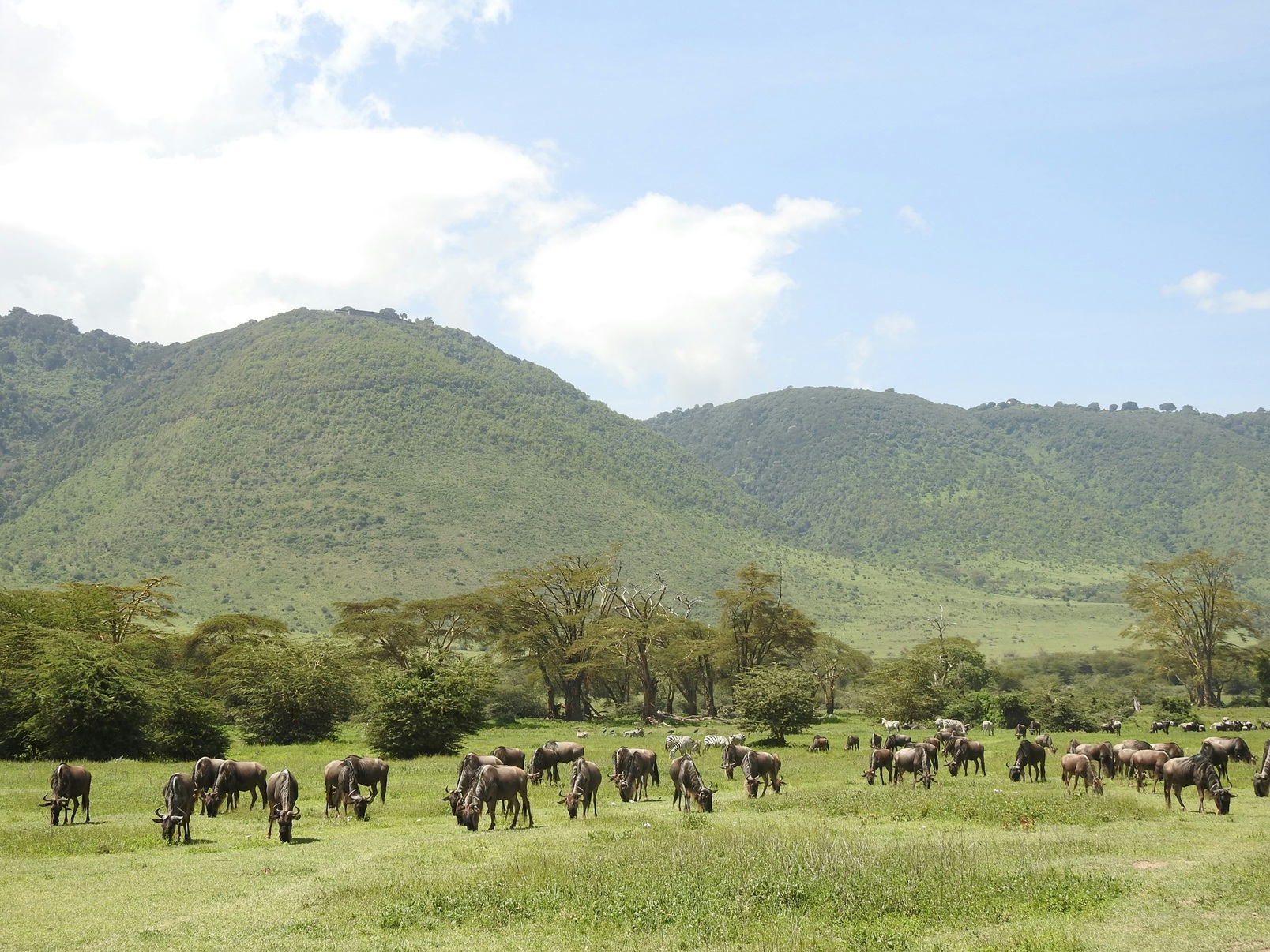 Ngorongoro Crater
