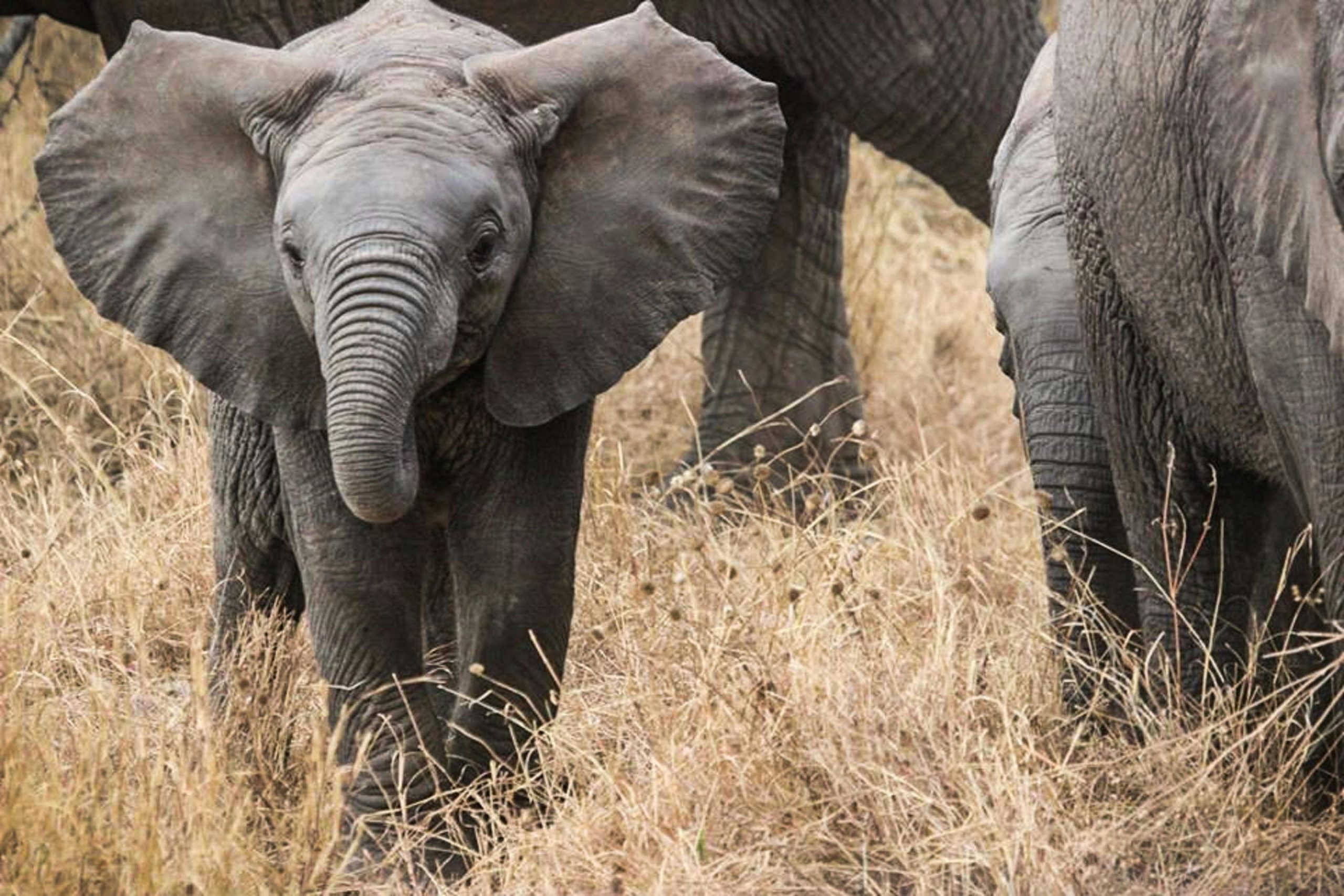 Big Five Serengeti Safaris