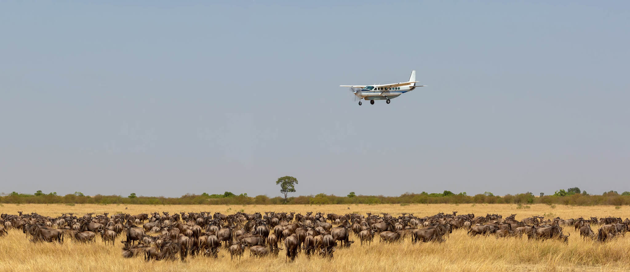 Flying Safaris