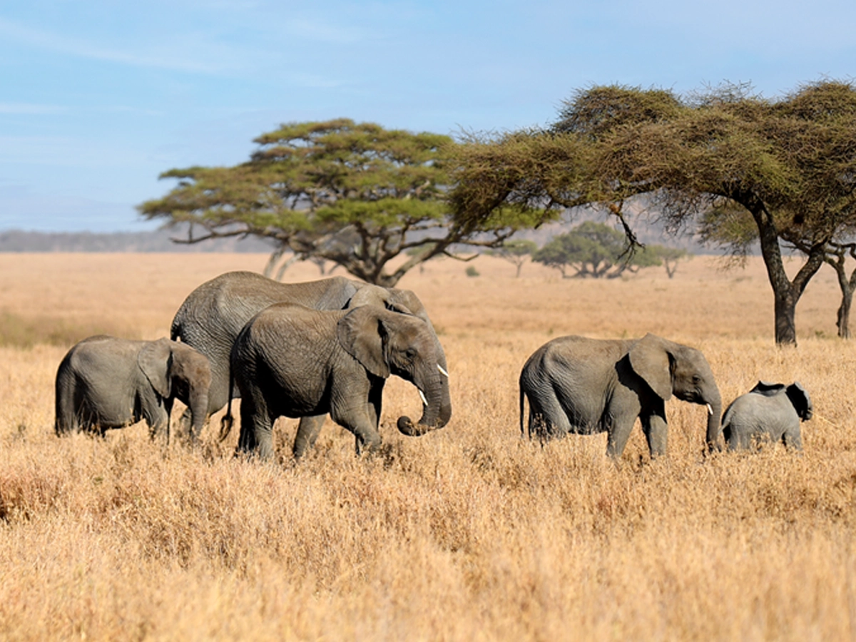 Elephant Safaris