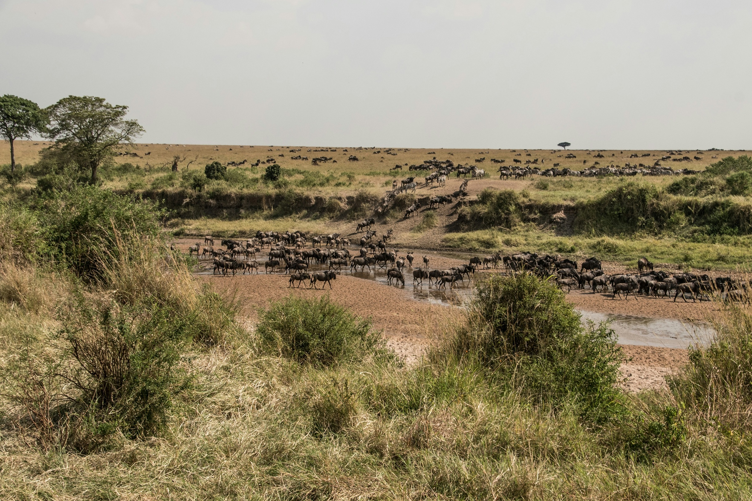 Wildbeest Migration
